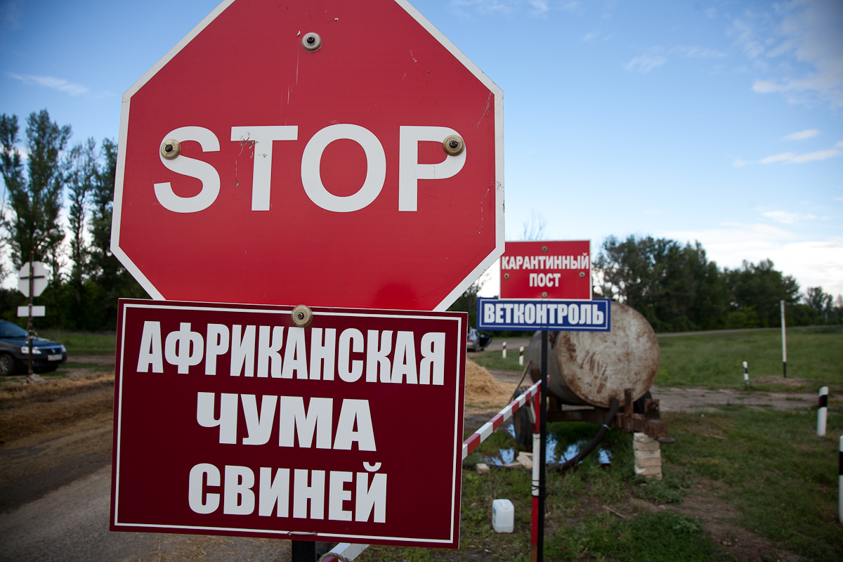 В Южной Осетии выявлены случаи заражения африканской чумой