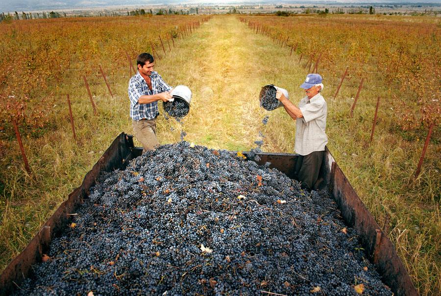 Виноделы уже собрали 70 тысяч тонн винограда