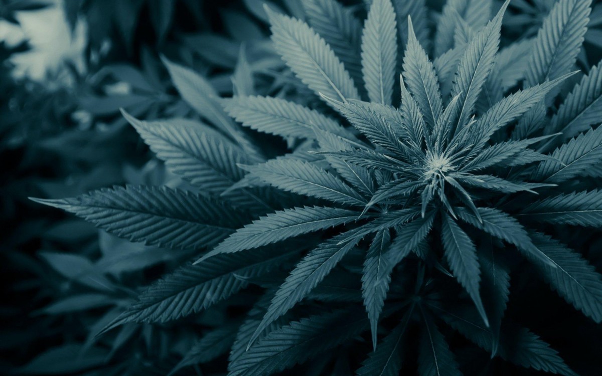 Marihuana 3 новости Грузия, наркополитика, НПО