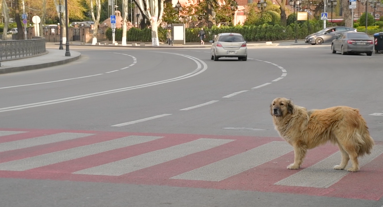 Как живут бродячие собаки Тбилиси во время COVID-19