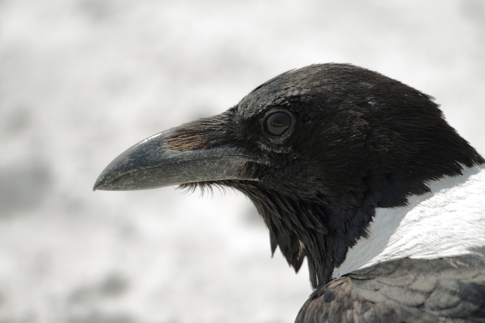 Crow ворона ворона