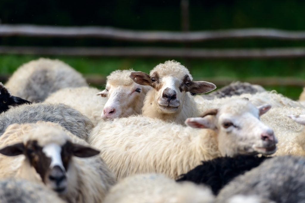 herd of sheeps closeup P43NJMY новости Грузия-Саудовская Аравия, овцеводство, саудовская аравия, сельское хозяйство