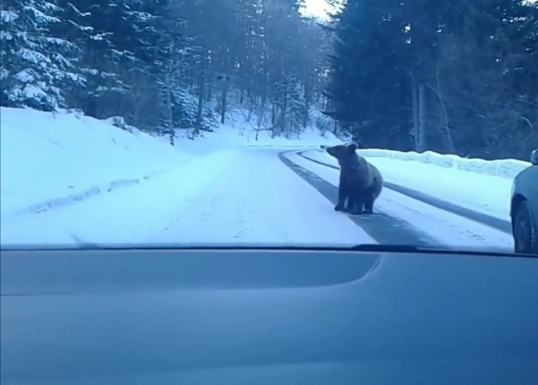 bear racha новости Грузия, медведь, Рача