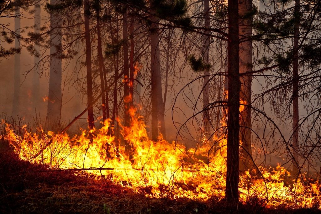 fire wood новости Аджария, Гурия, лесные пожары в Грузии, пожарные, Самегрело, Служба по управлению чрезвычайными ситуациями