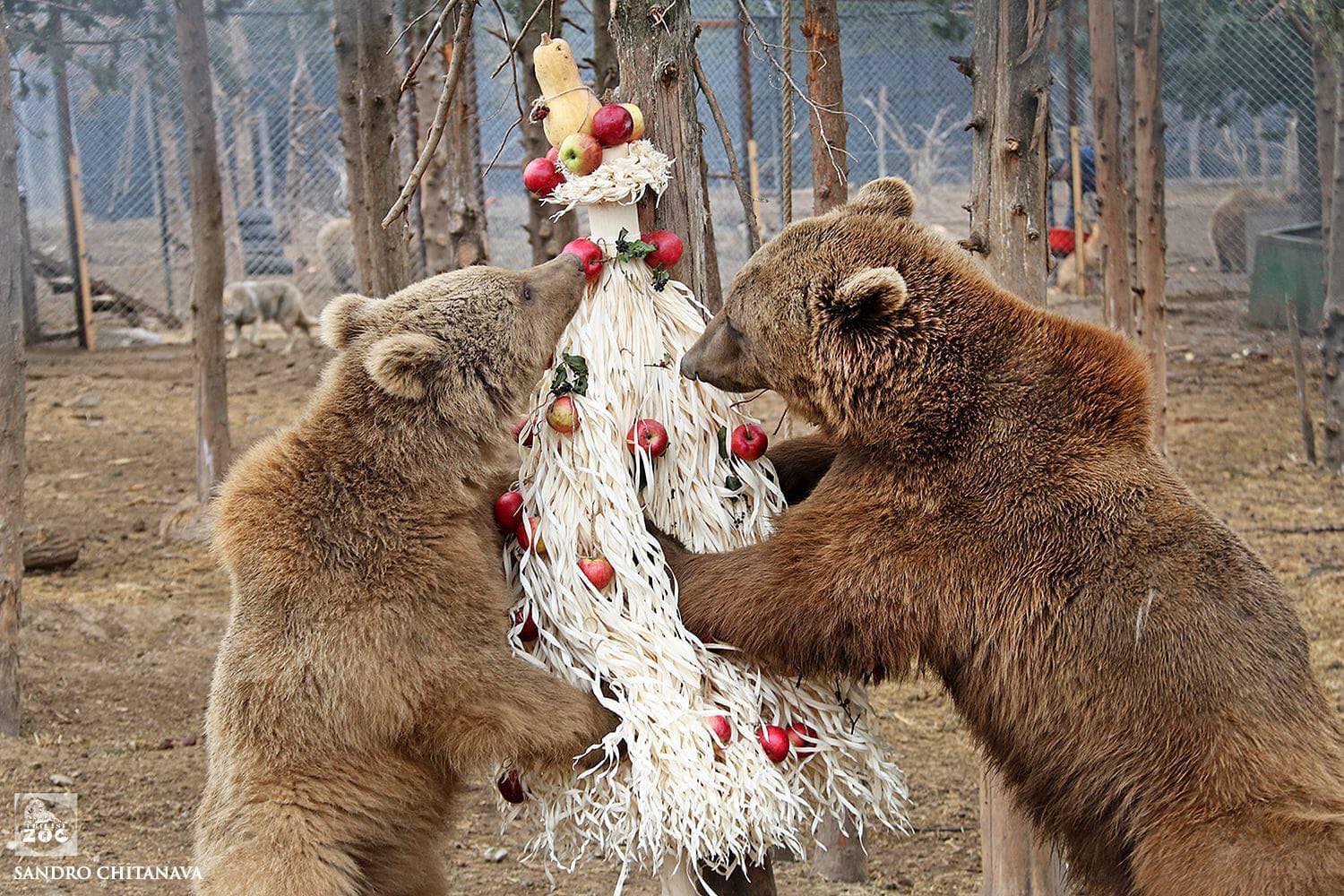 tbilisi zoo новости елка, новогодние украшения, Тбилисский зоопарк, чичилаки