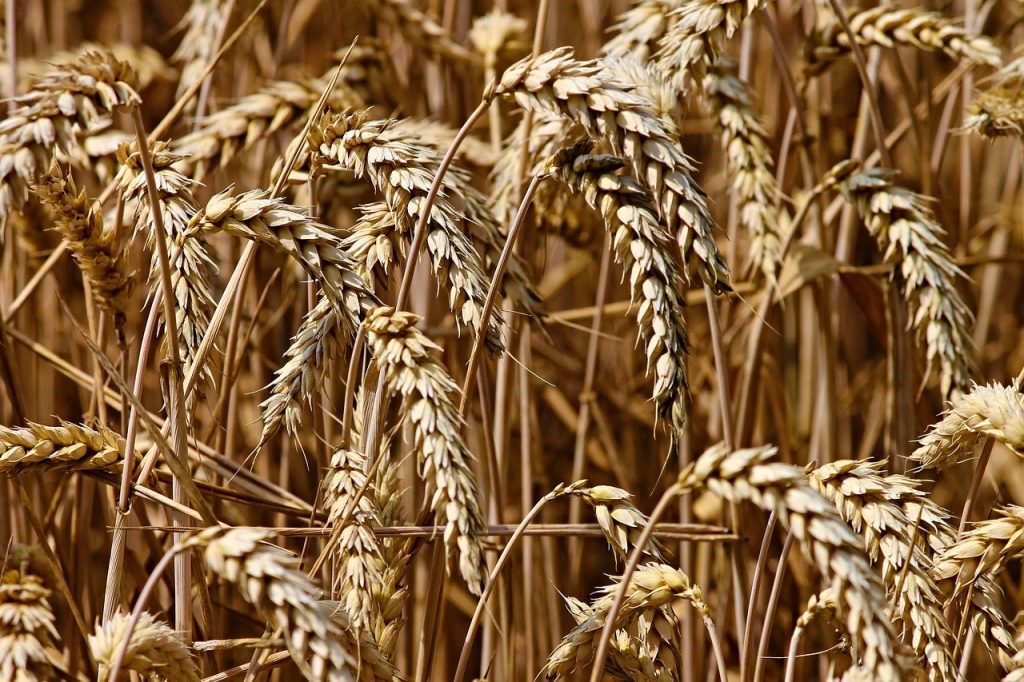 9d6df635bc75638434a8d0283ff7c438 новости Грузия, российская пшеница, Россия, таможенные пошлины, цены на хлеб