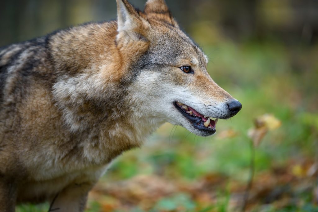 close up portrait wolf in autumn forest background FS4AFFD новости Рустави