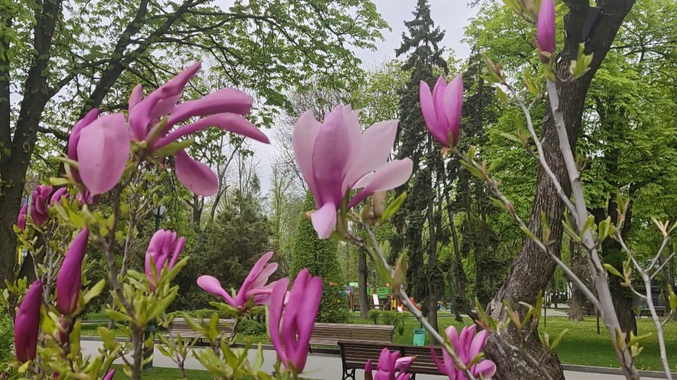 Цветущая магнолия в хврьковском парке