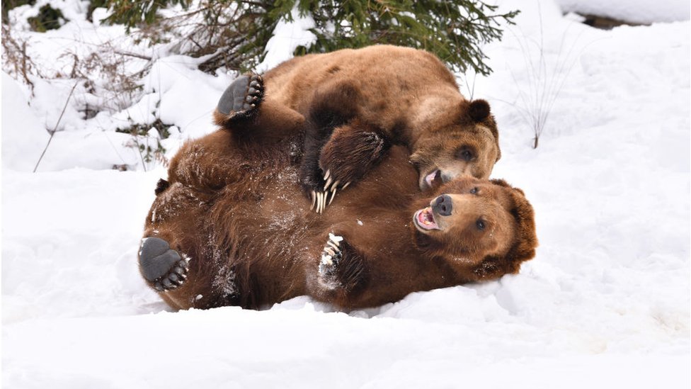 Медведи в зоопарке Бронкса