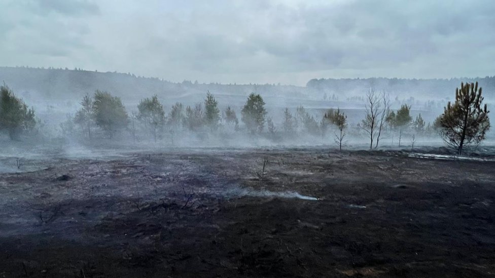 Выжженная земля после пожара в Сарри