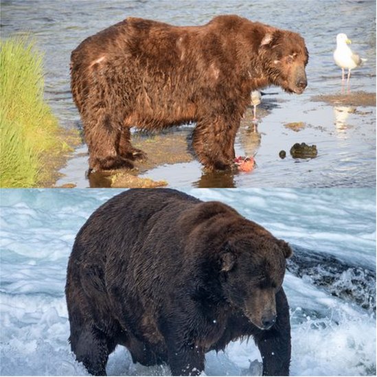 Collage showing Jumbo's weight gain