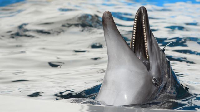 Крупным планом голова дельфина с открытой пастью