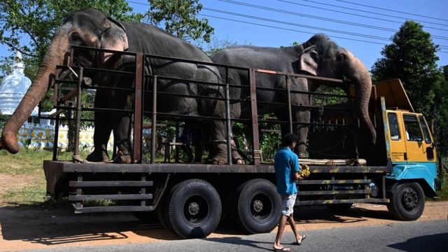 Два слона в кузове грузовика