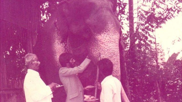 Мой отец и дед кормят слона