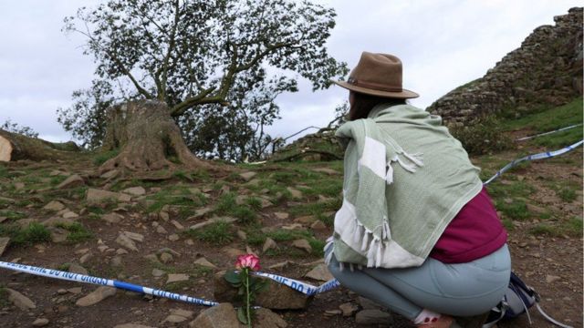 Женщина кладет розу около сваленного дерева
