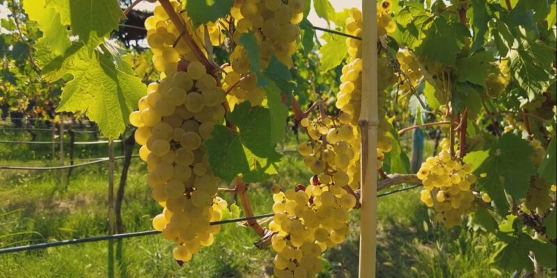 vino.psd новости вино из квеври, виноград, грузинское виноделие, Грузия-Германия