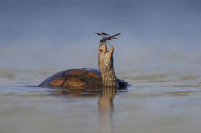 Swamp turtle with a dragonfly