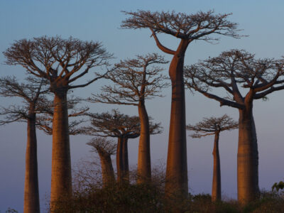 baobab trees madagascar 2022 03 04 02 06 17 utc баобабы баобабы