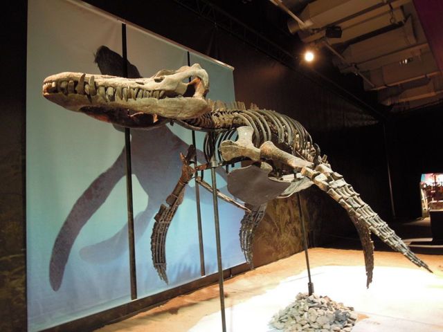 Скелет плиозавра в музее