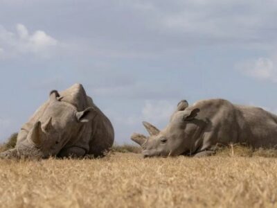 1c129100 bae5 11ee 896d 39d9bd3cadbb носорог носорог
