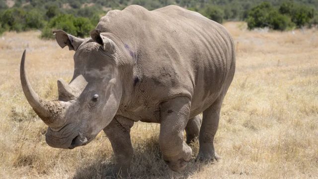 Беременная суррогатная самка южного носорога
