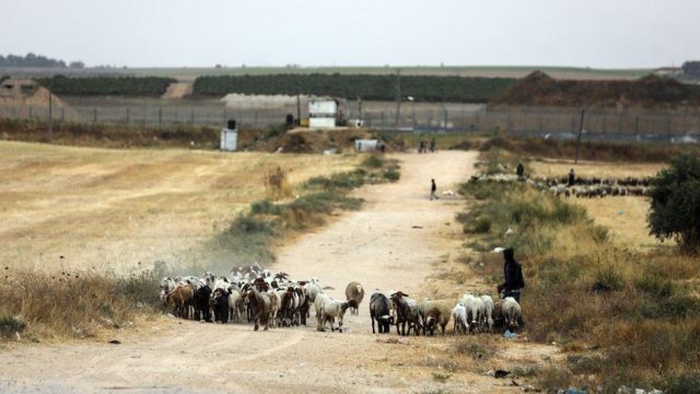 Палестинский пастух с овцами