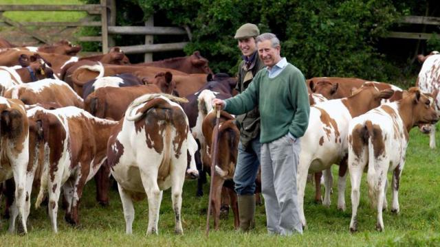 Уильям и Карл со стадом породистых коров