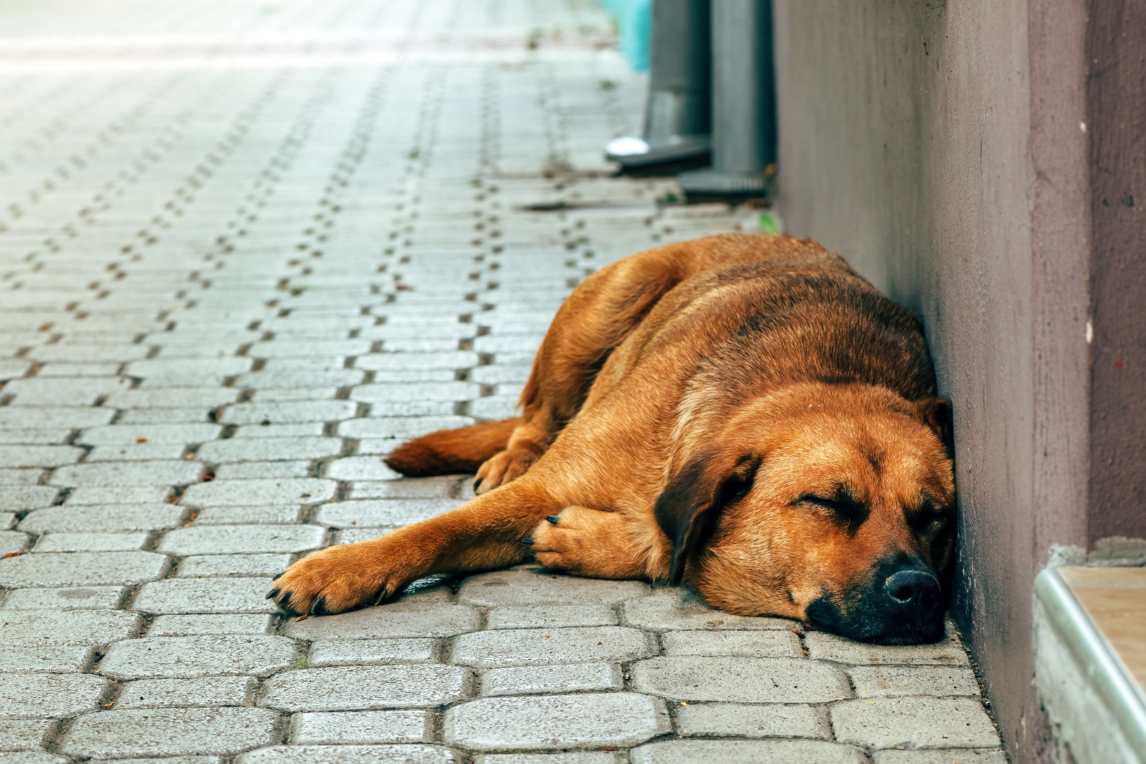 stray dog sleeping on the city street 2023 11 27 05 15 33 utc Другая SOVA Другая SOVA