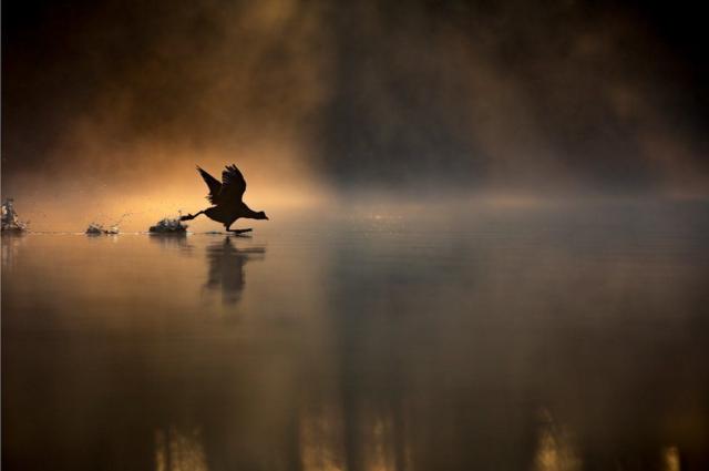 Лысуха, бегущая по туманному озеру на рассвете