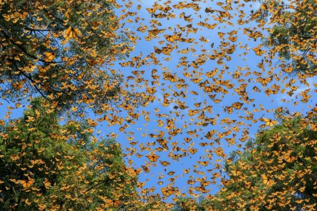 Бабочки в Биосферном заповеднике бабочки Монарх в Мексике