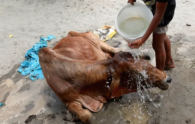 Мальчик поливает водой корову